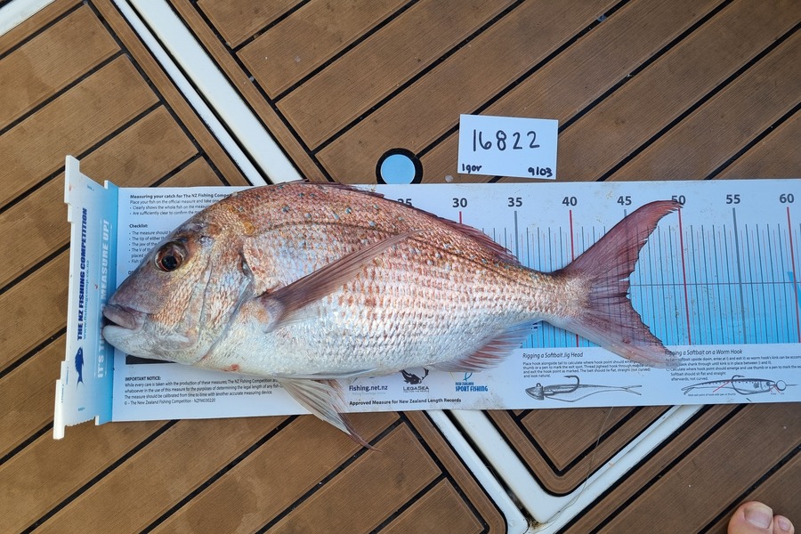 Igor Stychinsky caught this 45cm Snapper at Auckland during The Export NZ Fishing Competition