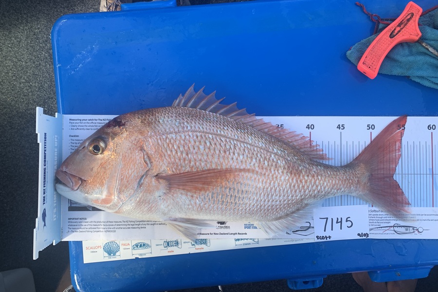 Scott  Knowles caught this 53.5cm Snapper at Auckland during The Export NZ Fishing Competition