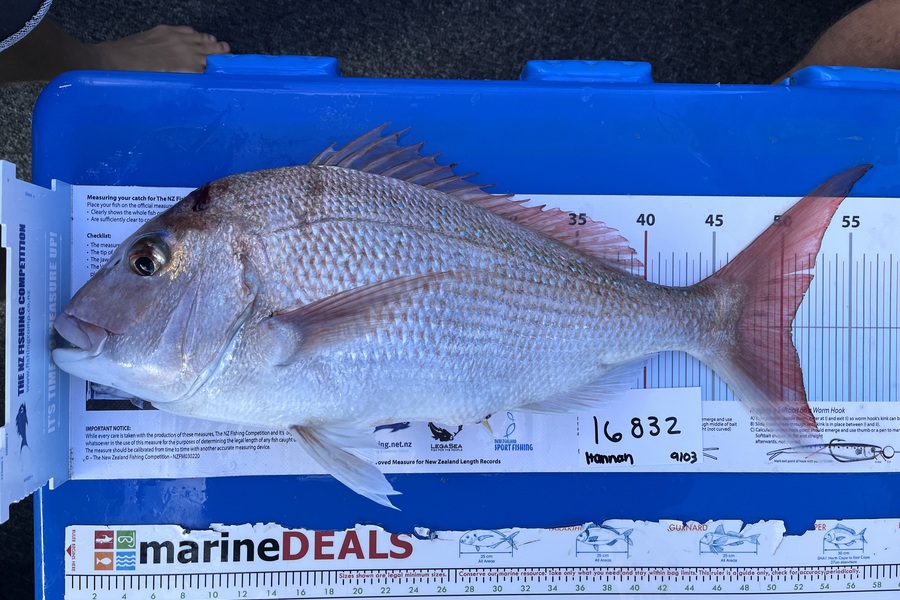 Hannah Coyle caught this 50.5cm Snapper at Auckland during The Export NZ Fishing Competition