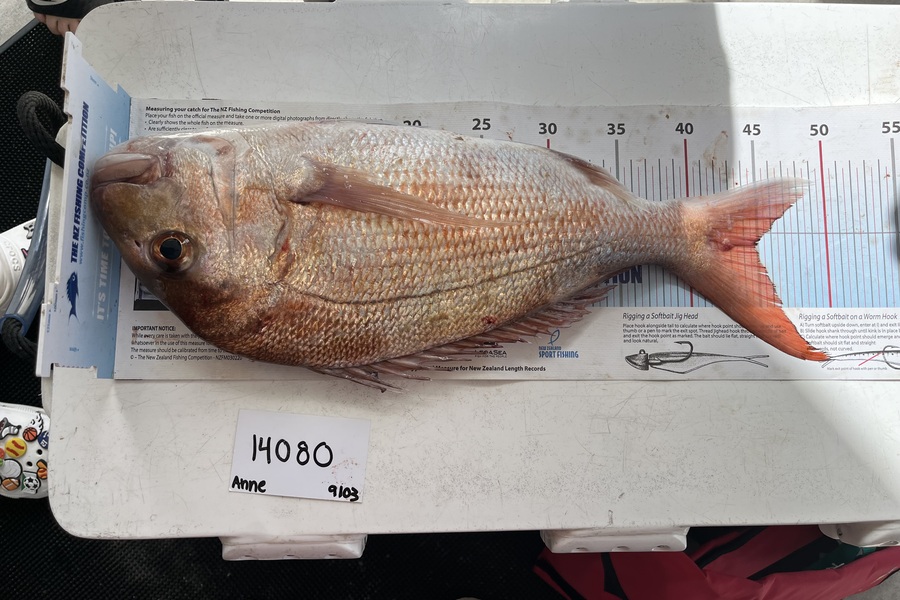 Anne Lindsay caught this 44.5cm Snapper at Auckland during The Export NZ Fishing Competition