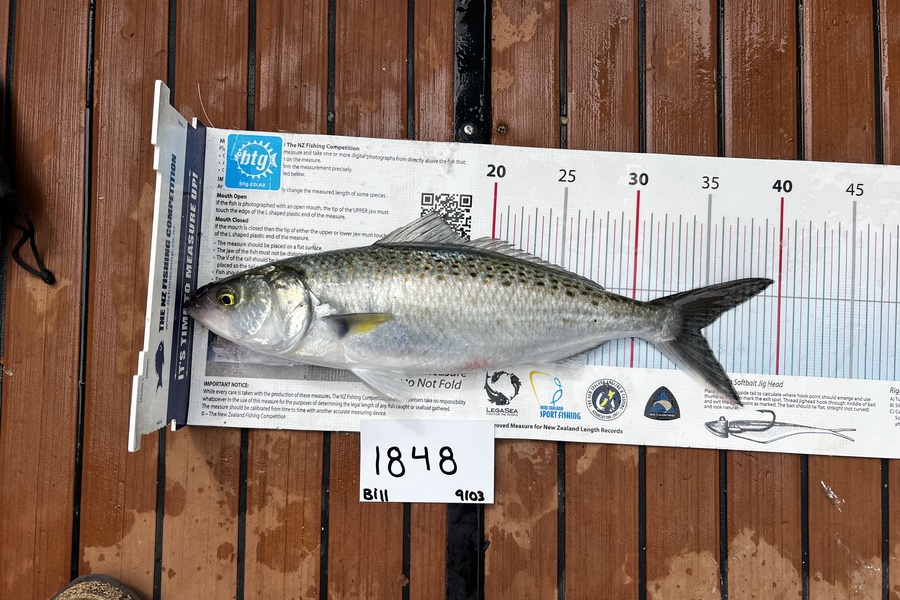 Henry McGarry caught this 34.5cm Kahawai at Auckland during The Export NZ Fishing Competition