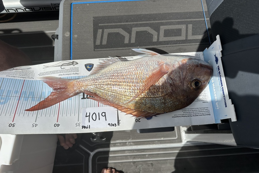 Philip Tate caught this 42.0cm Snapper at Auckland during The Export NZ Fishing Competition