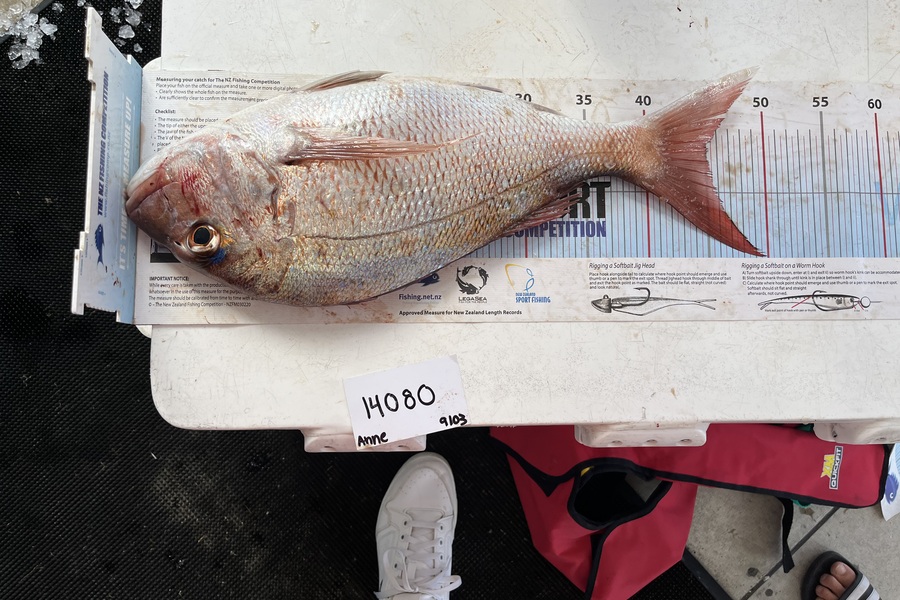Anne Lindsay caught this 45cm Snapper at Auckland during The Export NZ Fishing Competition