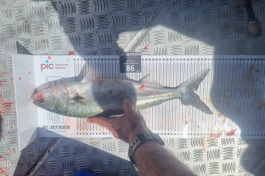 Michael Scott caught this 47.0cm Kahawai at Bay of Plenty during The Export NZ Fishing Competition