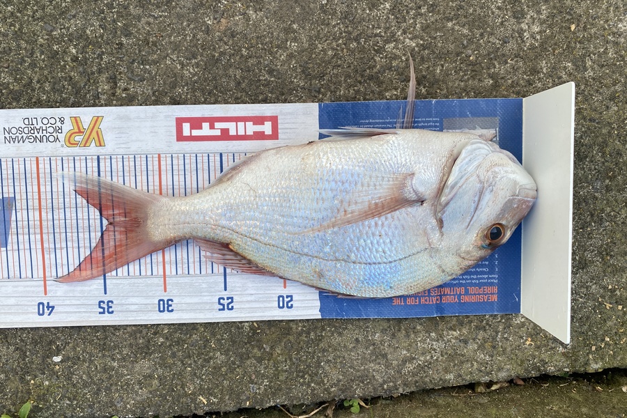 Vaughan Holdt caught this 34.5cm Snapper at Taranaki during The Export NZ Fishing Competition
