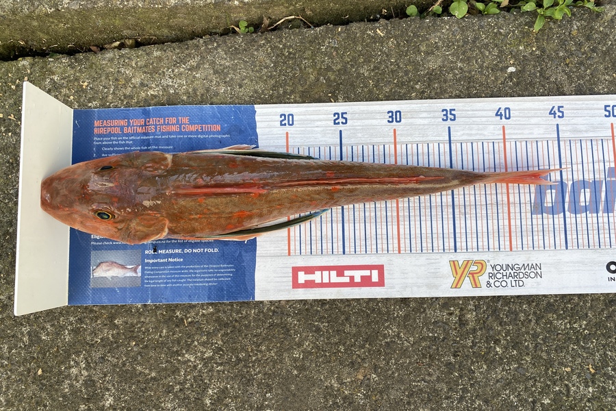 Vaughan Holdt caught this 43.0cm Gurnard at Taranaki during The Export NZ Fishing Competition