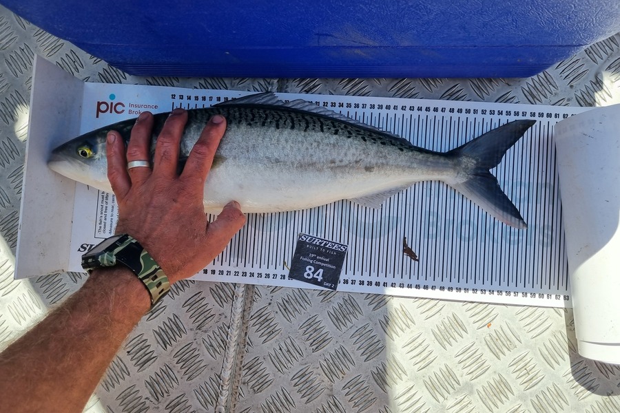 Todd Allan caught this 53.0cm Kahawai at Bay of Plenty during The Export NZ Fishing Competition
