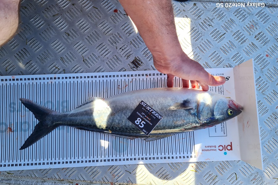 Dan Burroughs caught this 53.0cm Kahawai at Bay of Plenty during The Export NZ Fishing Competition