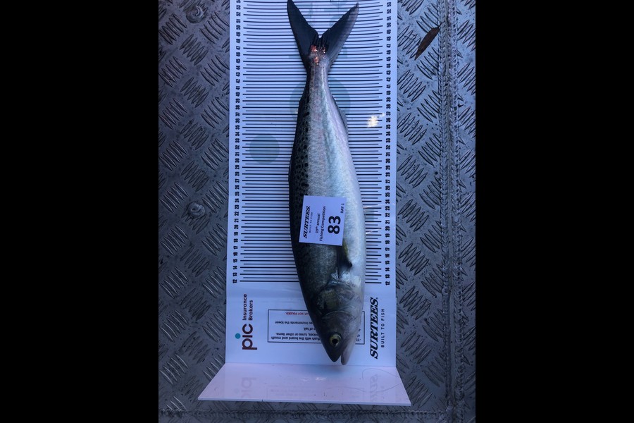 Nathan Barrack caught this 48.5cm Kahawai at Bay of Plenty during The Export NZ Fishing Competition