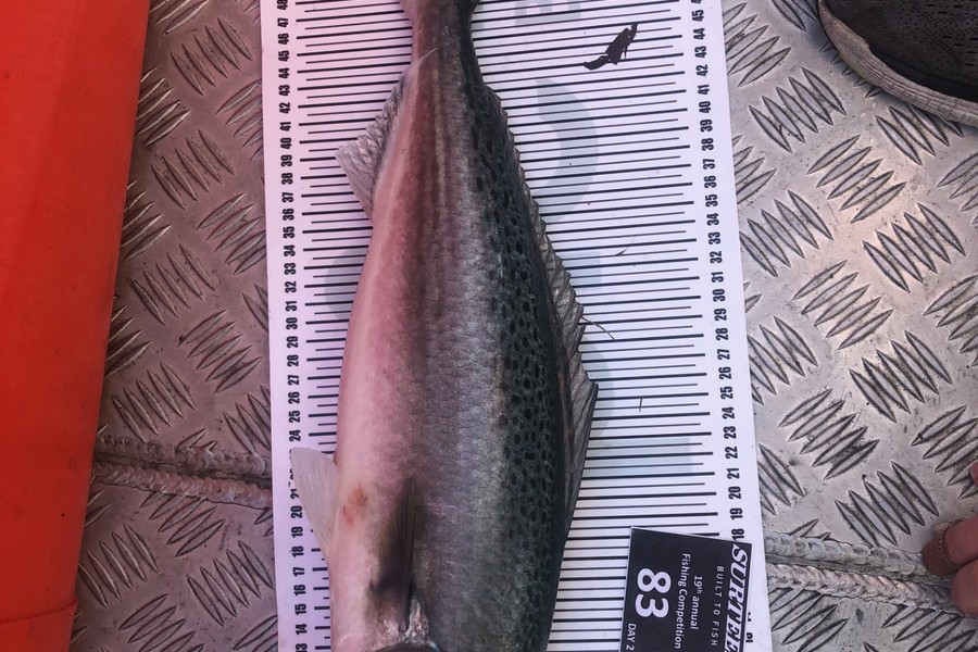 Nathan Barrack caught this 50.0cm Kahawai at Bay of Plenty during The Export NZ Fishing Competition