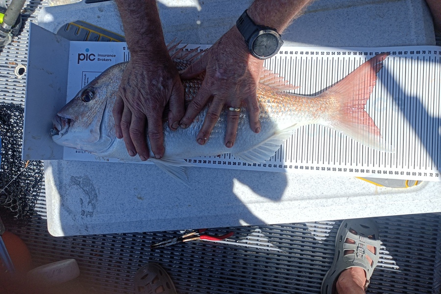 Grant Crane caught this 60.0cm Snapper at Bay of Plenty during The Export NZ Fishing Competition