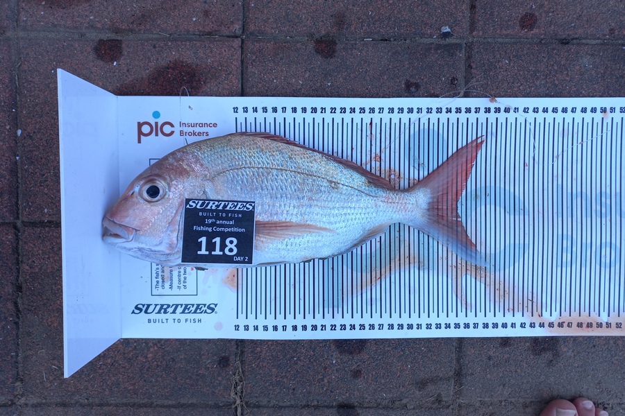 Kingston Brands caught this 35.5cm Snapper at Bay of Plenty during The Export NZ Fishing Competition