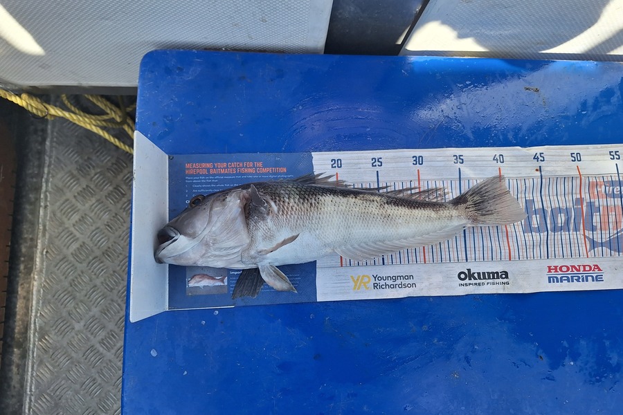 Nick Werner caught this 41.0cm Blue Cod at Wellington during The Export NZ Fishing Competition