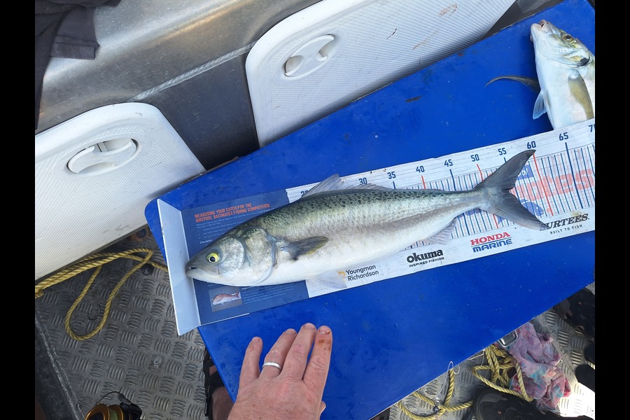 Nick Werner caught this 53.5cm Kahawai at Wellington during The Export NZ Fishing Competition