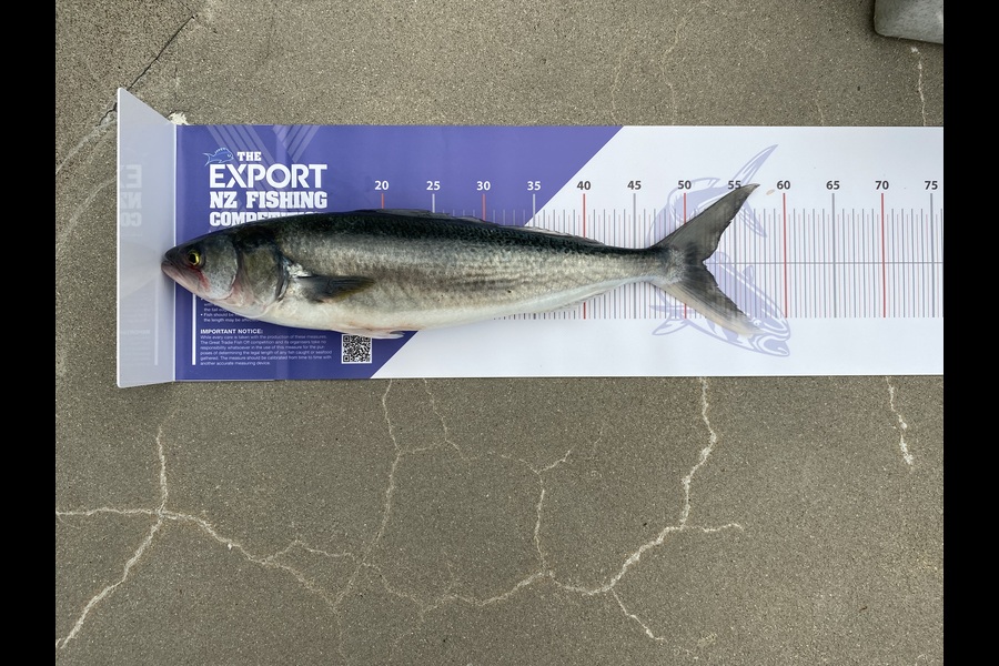 Kain Shields  caught this 51.5cm Kahawai at Auckland during The Export NZ Fishing Competition