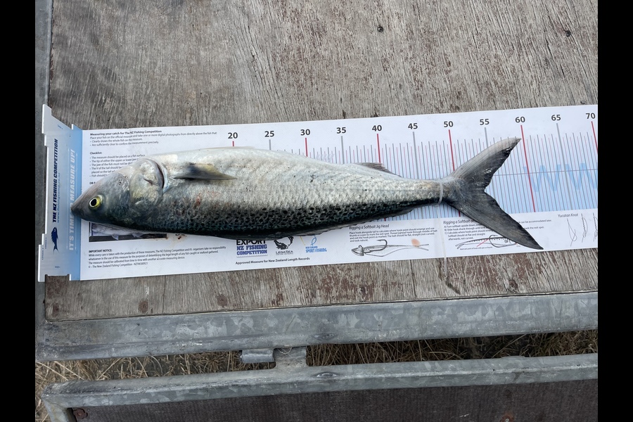 Larissa O'Brien caught this 53.5cm Kahawai at Wairarapa
 during The Export NZ Fishing Competition