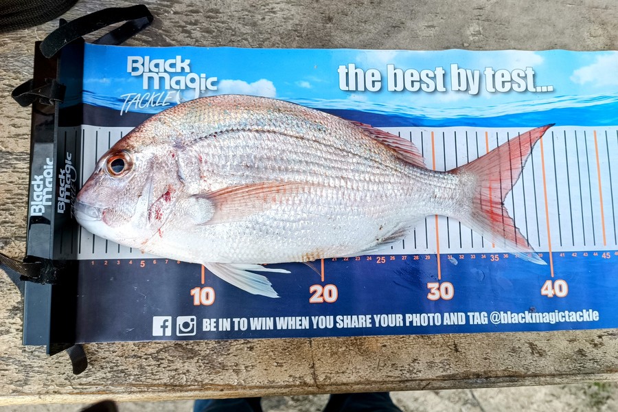 Colin Kerr caught this 36.0cm Snapper at East Cape during The Export NZ Fishing Competition