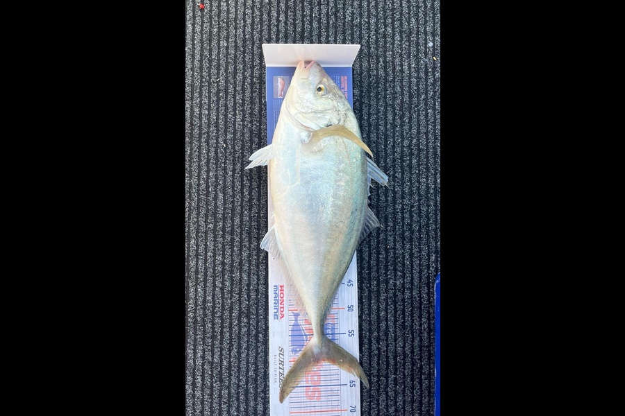 Shane  Peebles caught this 60.5cm Trevally at Northland during The Export NZ Fishing Competition