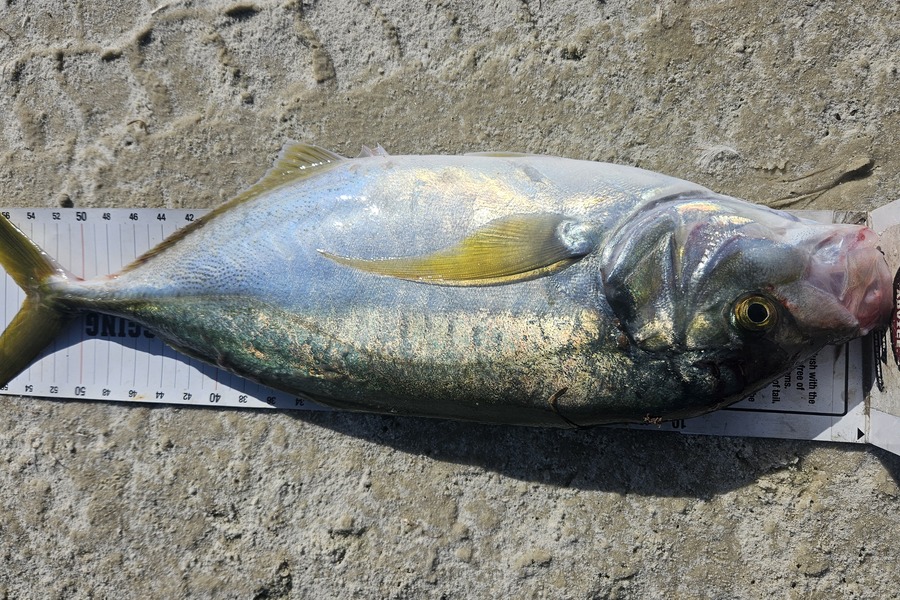 Kane Wrigglesworth  caught this 53.5cm Trevally at Northland during The Export NZ Fishing Competition