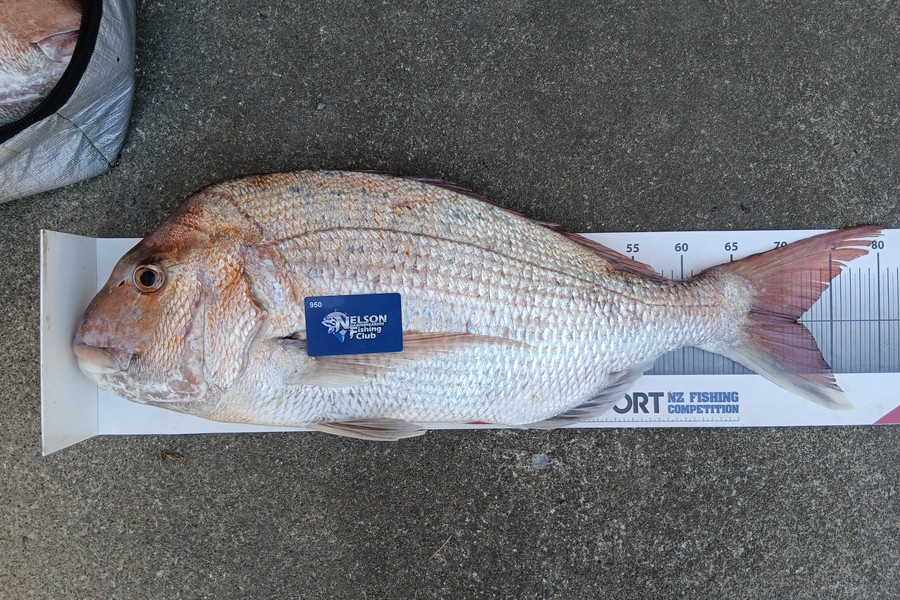 Razel Parsons caught this 71.5cm Snapper at Nelson/Marlborough during The Export NZ Fishing Competition