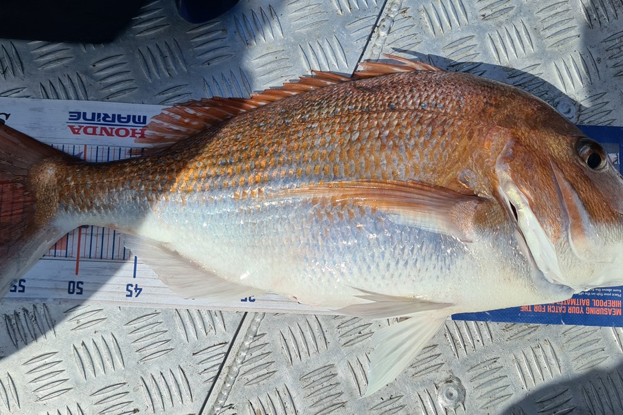 Carl McCoy caught this 58.5cm Snapper at Wellington during The Export NZ Fishing Competition