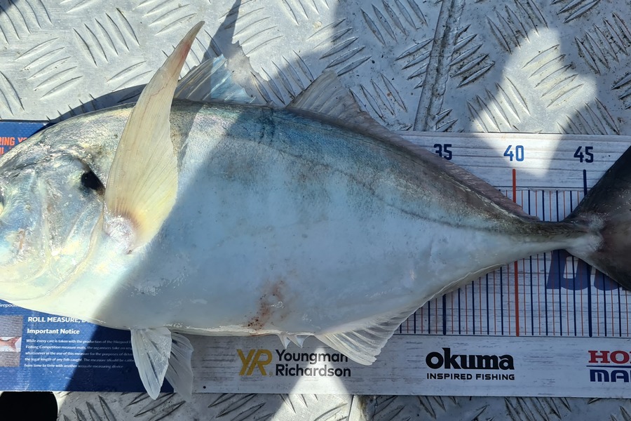 Carl McCoy caught this 48.0cm Trevally at Wellington during The Export NZ Fishing Competition