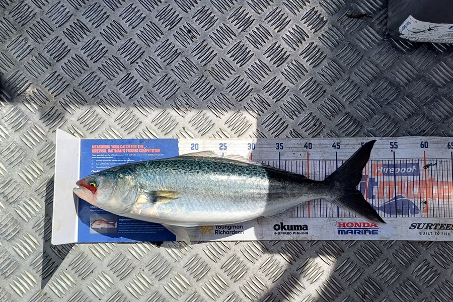 Joshua  Melchers  caught this 48.0cm Kahawai at Bay of Plenty during The Export NZ Fishing Competition