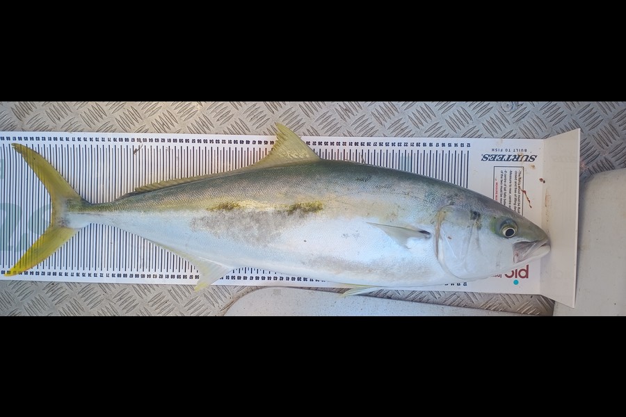Aaron Lee caught this 80.5cm Kingfish at Bay of Plenty during The Export NZ Fishing Competition