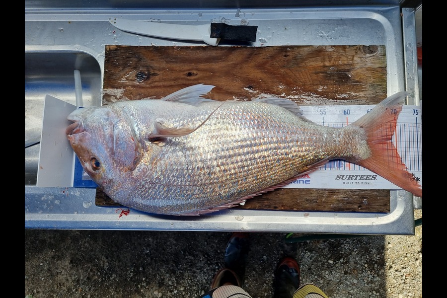 Nathan  Busby caught this 69.0cm Snapper at Taranaki during The Export NZ Fishing Competition