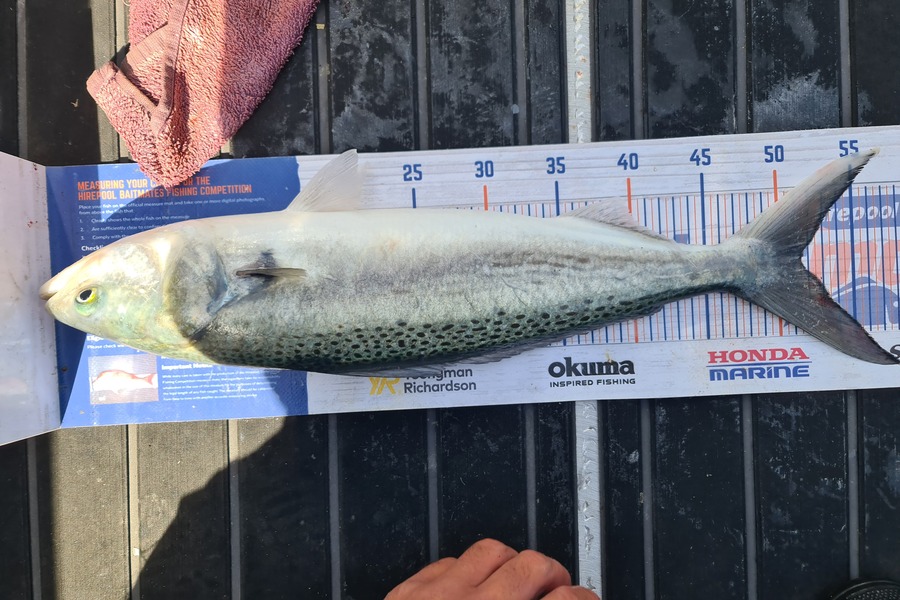Scott Bassett caught this 51.5cm Kahawai at Wellington during The Export NZ Fishing Competition