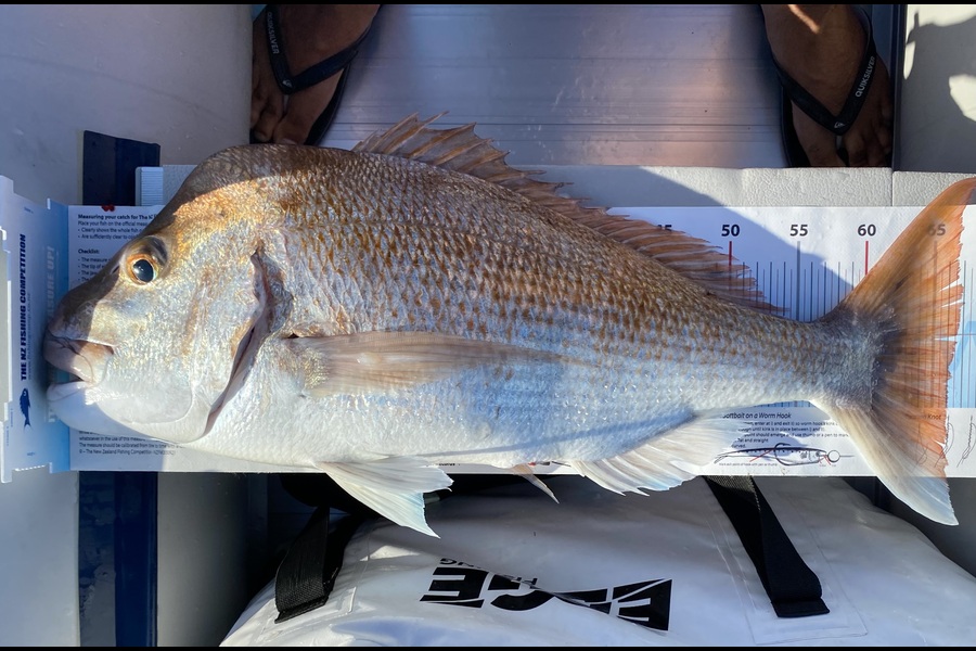 Benjamin  Crowle caught this 66.5cm Snapper at Auckland during The Export NZ Fishing Competition