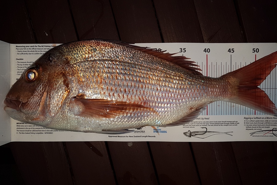Paul  Alexander caught this 50.0cm Snapper at Northland during The Export NZ Fishing Competition