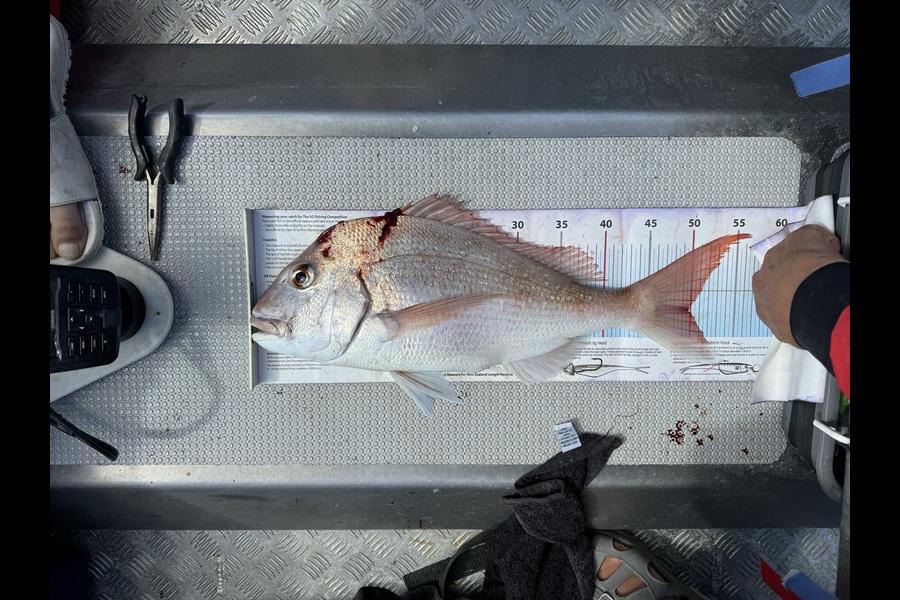 Hasan Shueb caught this 50.0cm Snapper at Auckland during The Export NZ Fishing Competition