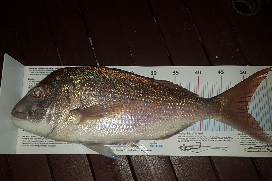 Paul  Alexander caught this 50.0cm Snapper at Northland during The Export NZ Fishing Competition