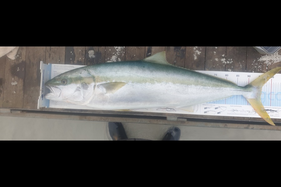 Pat Barrett caught this 95.5cm Kingfish at Northland during The Export NZ Fishing Competition