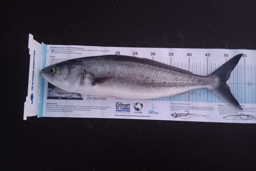 Richard Cash caught this 50.0cm Kahawai at Manawatu during The Export NZ Fishing Competition