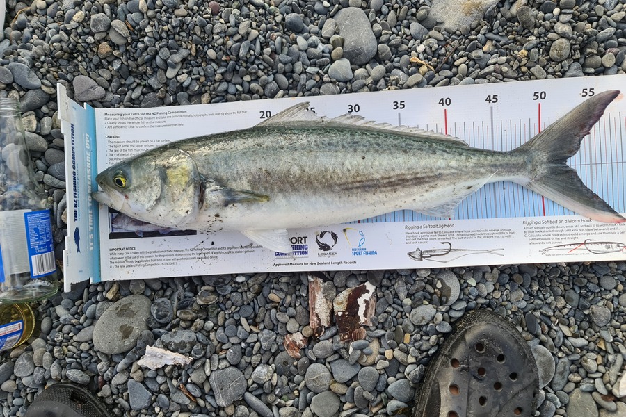 Scott Bassett caught this 52.5cm Kahawai at Wellington during The Export NZ Fishing Competition