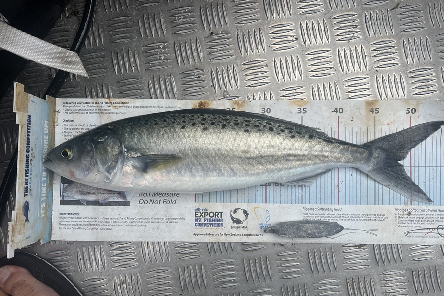 Luke Slobbe caught this 48.0cm Kahawai at Wellington during The Export NZ Fishing Competition