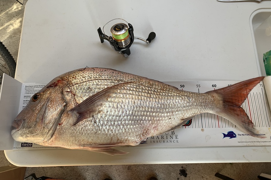 Laudic Charly caught this 67.0cm Snapper at Taranaki during The Export NZ Fishing Competition