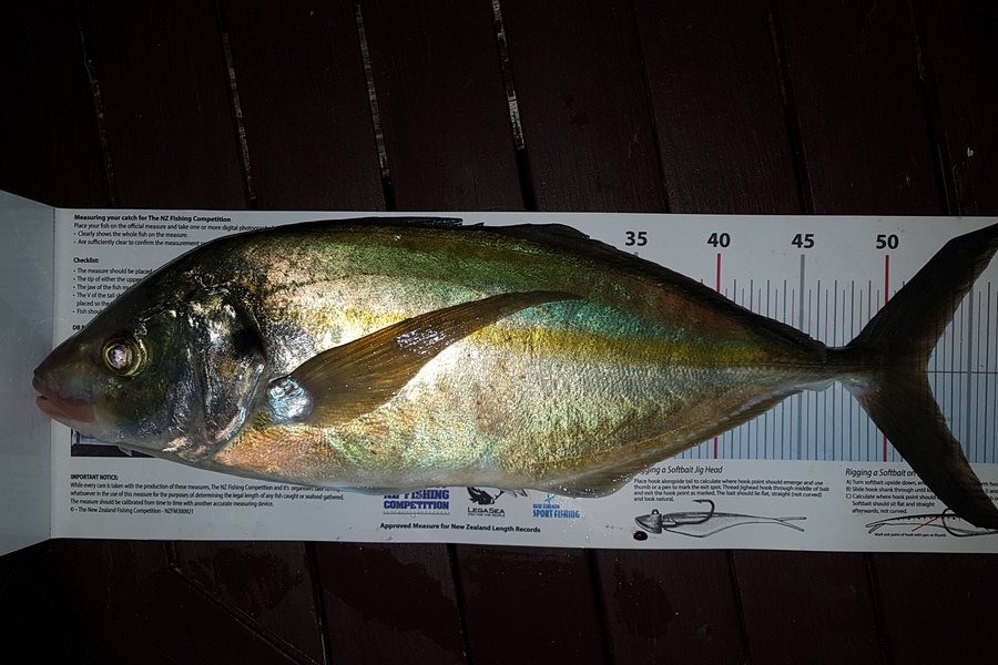 Paul  Alexander caught this 52.5cm Trevally at Northland during The Export NZ Fishing Competition