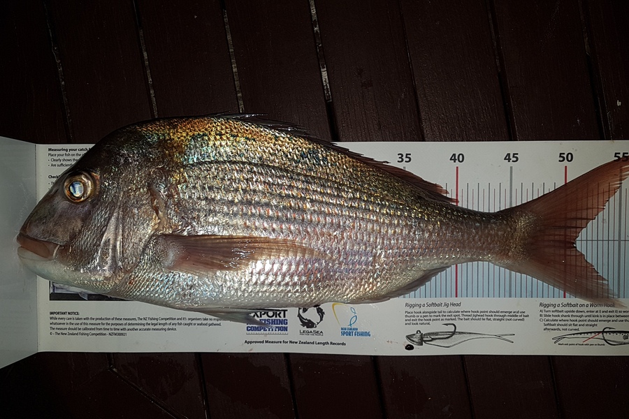 Paul  Alexander caught this 50.5cm Snapper at Northland during The Export NZ Fishing Competition