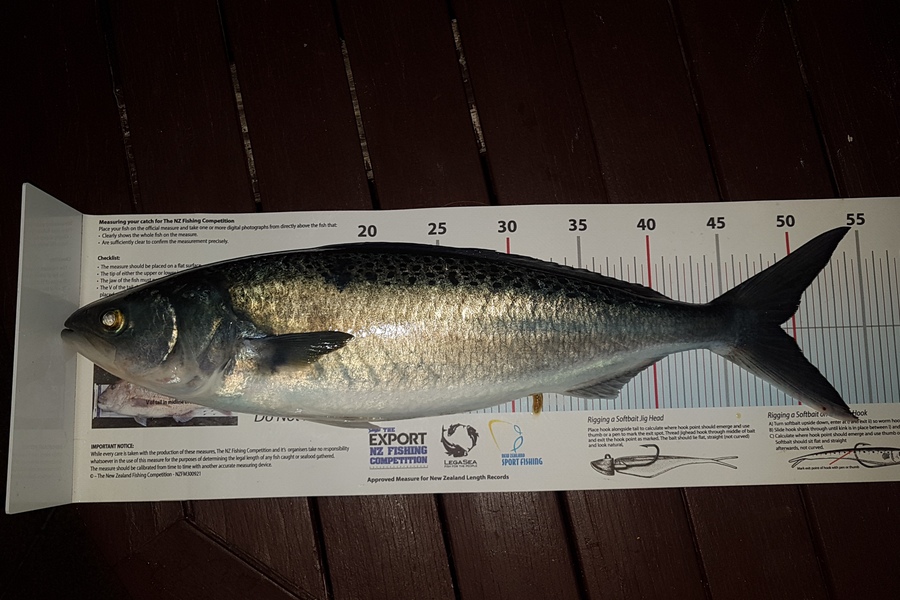 Paul  Alexander caught this 49.0cm Kahawai at Northland during The Export NZ Fishing Competition