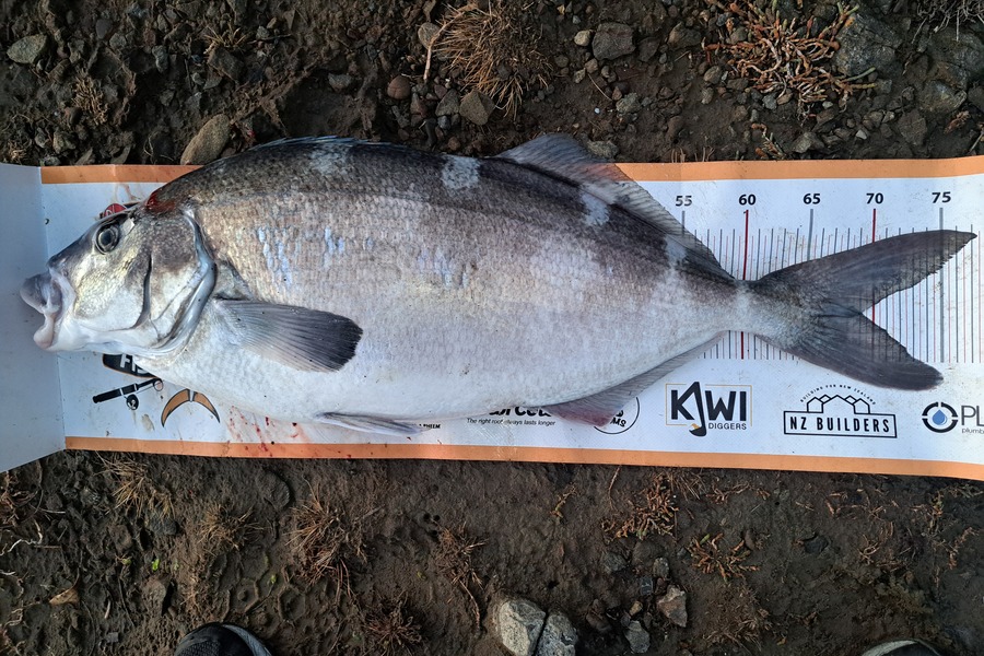 Harry Kovacs caught this 68.5cm Blue Moki at Wellington during The Export NZ Fishing Competition