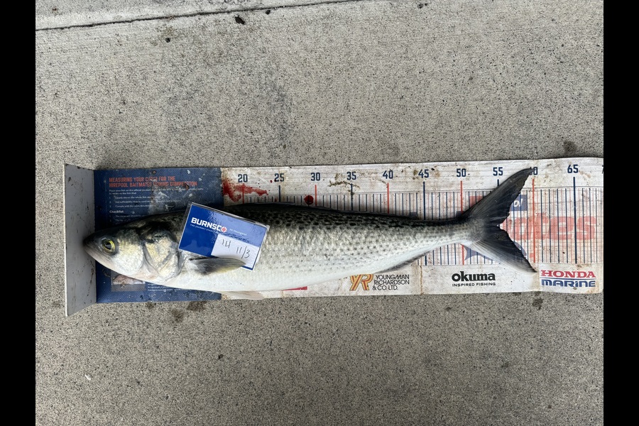 Josh Hough caught this 54.5cm Kahawai at Bay of Plenty during The Export NZ Fishing Competition