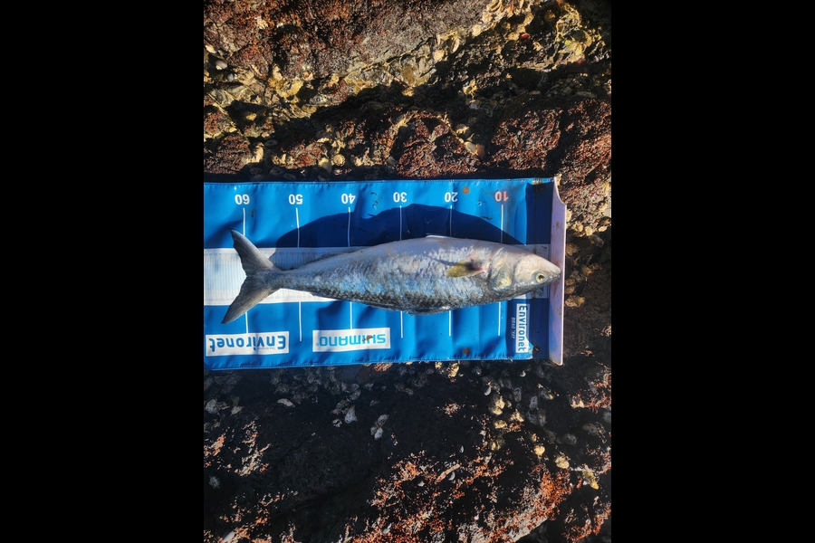 Levi Gibbs caught this 59.5cm Kahawai at Northland during The Export NZ Fishing Competition