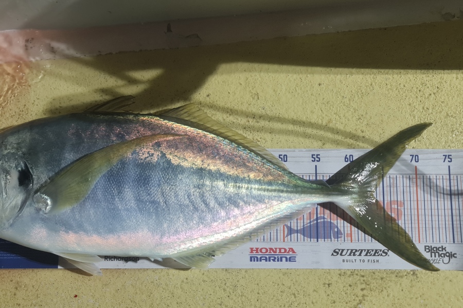 Jason Calder caught this 63.5cm Trevally at Bay of Plenty during The Export NZ Fishing Competition