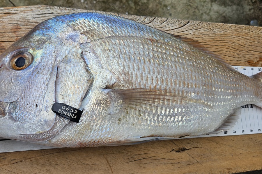 Kane Wrigglesworth  caught this 55cm Snapper at Northland during The Export NZ Fishing Competition
