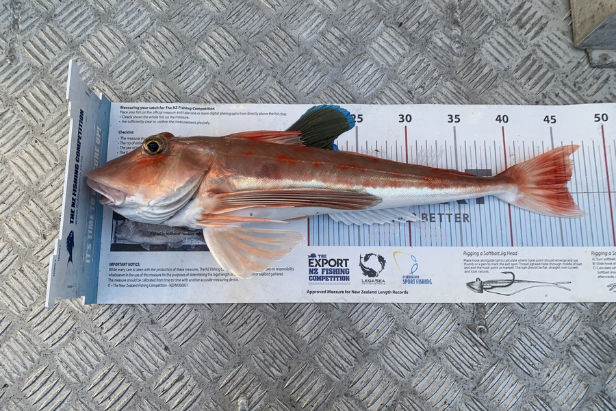 Matt  King  caught this 46.0cm Gurnard at Hawkes Bay during The Export NZ Fishing Competition