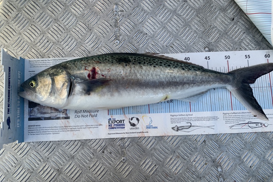 Matt  King  caught this 54.5cm Kahawai at Hawkes Bay during The Export NZ Fishing Competition
