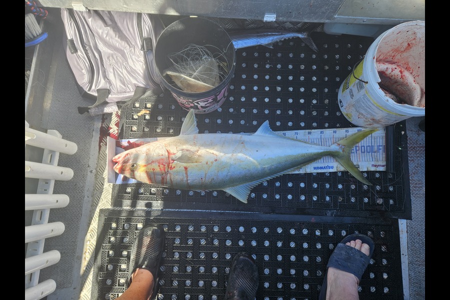 David Kovacs caught this 96.0cm Kingfish at Wellington during The Export NZ Fishing Competition